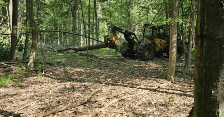 Professional Guide to Tree Removal Service Near Me